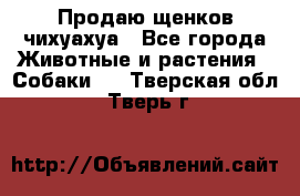 Продаю щенков чихуахуа - Все города Животные и растения » Собаки   . Тверская обл.,Тверь г.